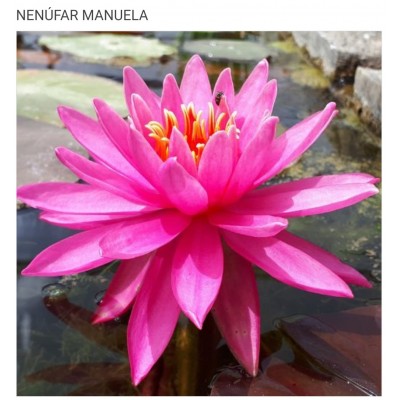 N. MANUELA N. MANUELA